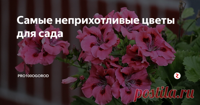 Самые неприхотливые цветы для сада Многие уверены: чтобы превратить садовый участок в привлекательное место, нужны максимум усилий, значительные вложения, свободное время. А что делать тем, у кого нет богатого опыта или возможностей?
Одним из вариантов является высадка растений, не требующих серьезного ухода. Какие неприхотливые цветы посадить в своем саду?
Растения с луковичной корневой системой
Единственная неприятность в процесс