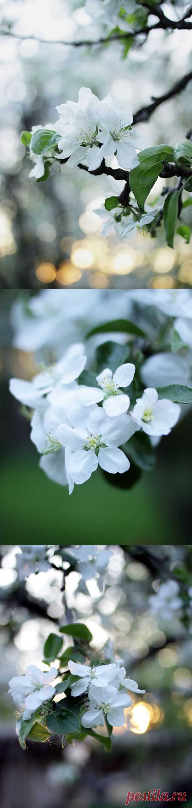 35PHOTO - Lilia Tkachenko - Невесты