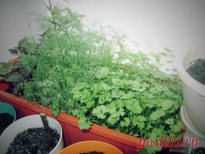 Мой фирменный подход к выращиванию укропа и петрушки. Целый год свежая зелень | Блог Палыча | Яндекс Дзен