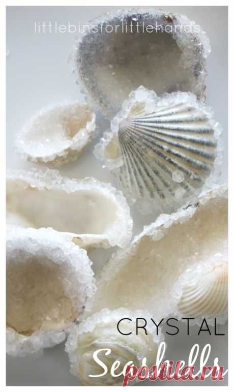 Crystal Seashells Borax Crystal Growing Science Experiment