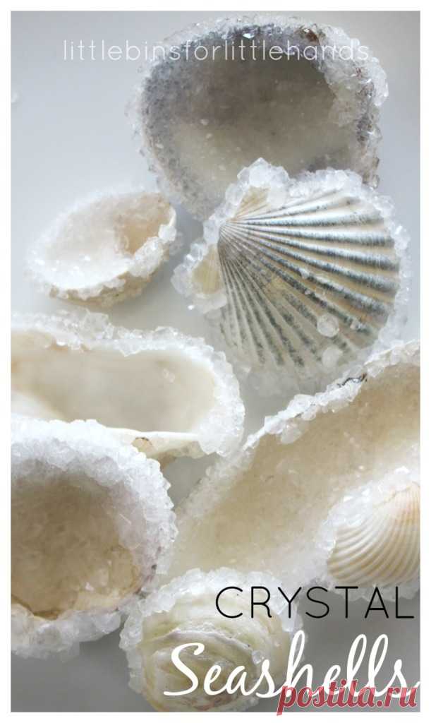 Crystal Seashells Borax Crystal Growing Science Experiment