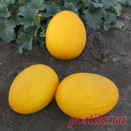 Дыня | Kitano Seeds