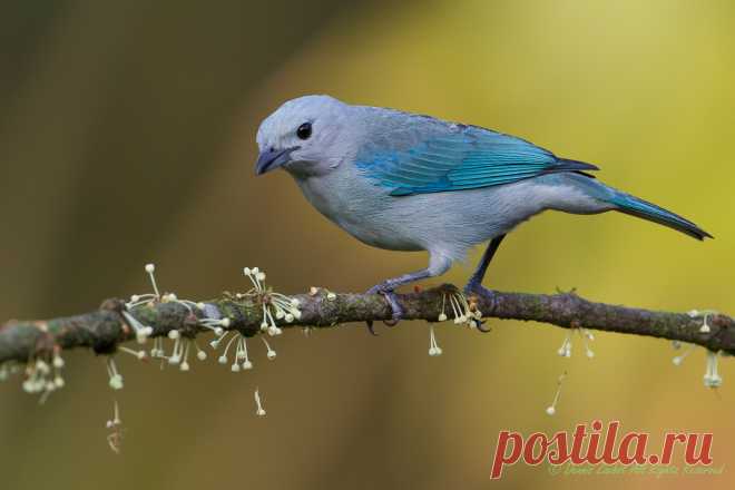 Blue-gray tanager-4456 (Thraupis episcopis). Please view large. A beautiful blue-gray tanager, captured in Costa Rica in April.  The bird in the previous photo I uploaded, the olive-backed euphonia, was saturated with gold and green colors, and I thought this one, with its contrasting blue and gray colors, would be a visual change of pace.  I really like the contrast between the blue-gray bird and the warm yellow background.  Definitely a colorful and active bird.  These a...