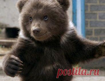 Любопытный медвежонок залез в дом и сильно насмешил хозяев (видео)