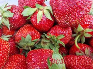 Почему соседи кривятся от вкуса вашей клубники: оказывается ягодам не хватает элементарных вещей. Посаженная в полутени или, тем более, в тени деревьев, клубника обречена на водянистость.