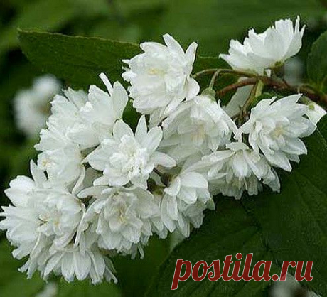(78) Одноклассники - продажа жасмин Миннесота Сноуфлейк