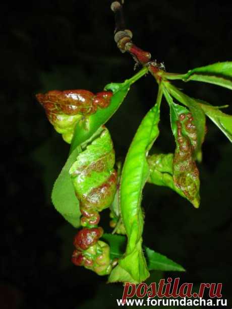 Курчавость листьев у персика