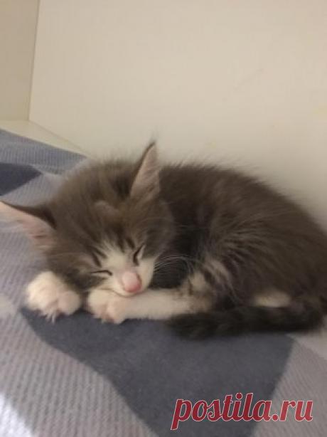 Люди, оглянитесь вокруг! Какой ужас происходит!!! Не плодите котят от своих домашних кошек! Поверьте, даже если вы своих пристроите, вы не отследите его судьбу!! Не пополняйте собственными руками армии никому не нужных несчастных бездомышей, сотнями каждый день умирающих на улице!!! Включите, пожалуйста, мозг и откройте сердца!!!