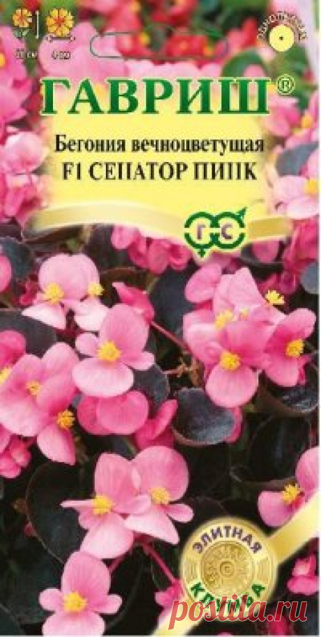 Бегония &quot;Сенатор Пинк F1&quot;, вечноцветущая