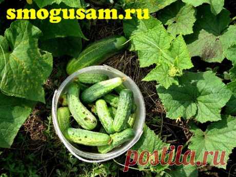 Как продлить плодоношение огурцов до конца сентября. Выращивание огурцов. Большой урожай огурцов. Заметки огородника. Советы дачника.
