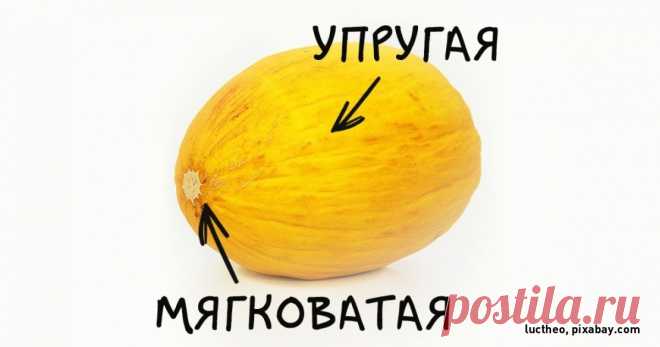 Как научиться безошибочно выбирать сладкую и спелую дыню
