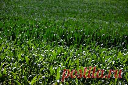 Посольство России передало Киеву ноту по зерновой сделке. Посольство России в Белорусии передало украинской стороне ноту с изложением позиции Москвы по зерновой сделке. «Российская Федерация официально возражает против дальнейшего продления инициативы по безопасной транспортировке зерна и продовольствия из портов Украины после окончания ее срока действия», — сказано в ней.