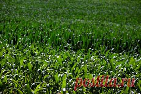 Посольство России передало Киеву ноту по зерновой сделке. Посольство России в Белорусии передало украинской стороне ноту с изложением позиции Москвы по зерновой сделке. «Российская Федерация официально возражает против дальнейшего продления инициативы по безопасной транспортировке зерна и продовольствия из портов Украины после окончания ее срока действия», — сказано в ней.