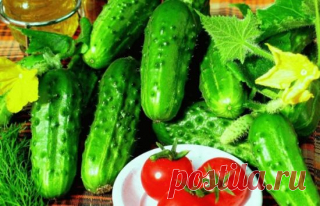 Выбираем сорт огурцов для засолки и консервирования: короткие,