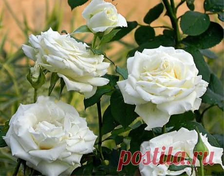 Тараторка — «в моем саду» на Яндекс.Фотках