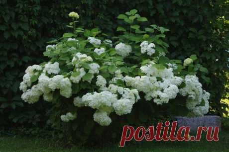 Гортензия древовидная Гортензия древовидная (Hydrangea arborescens) – многолетнее зимостойкое цветущее кустарниковое растение высотой от одного до трех метров с пышной кроной из шаровидных соцветий белого цвета. Семейство ...