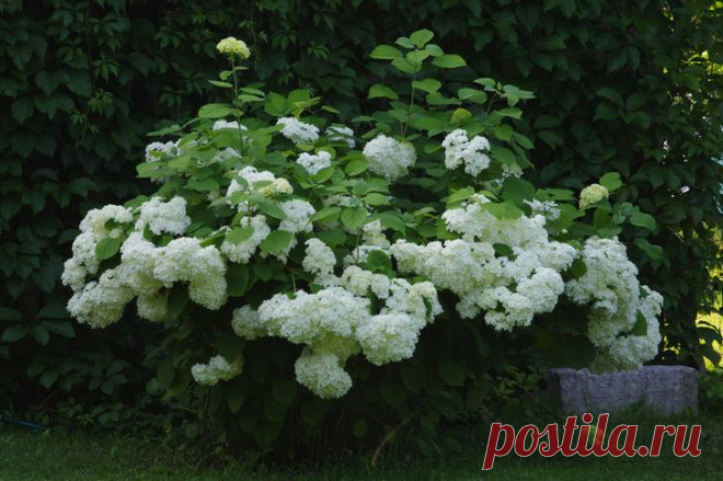 Гортензия древовидная Гортензия древовидная (Hydrangea arborescens) – многолетнее зимостойкое цветущее кустарниковое растение высотой от одного до трех метров с пышной кроной из шаровидных соцветий белого цвета. Семейство ...