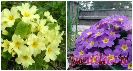 Неприхотливые цветы, которые можно выращивать где угодно | В цветнике (Огород.ru)