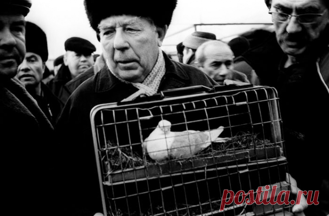 Птичий рынок. Москва-восмидесятые. | Своих не едим. | Яндекс Дзен