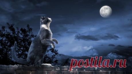 Какой знак Зодиака покровительствует вашему коту и как влияет на его характер?: Занимательный кошачий гороскоп | Фэн-шуй и непознанное