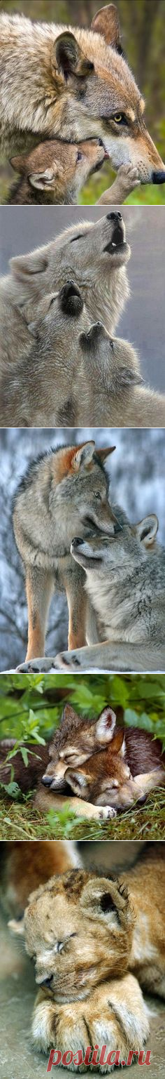 wolves | Wild Animals | Волки, Поцелуй и Детеныши