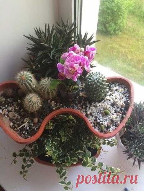 Микс в одном горшке - Все о комнатных растениях на flowersweb.info