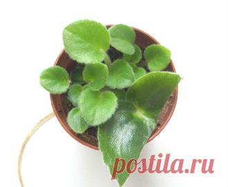 фиалка от листового черенка до цветения - magazin-fialoks Jimdo-Page!