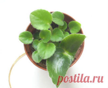 фиалка от листового черенка до цветения - magazin-fialoks Jimdo-Page!