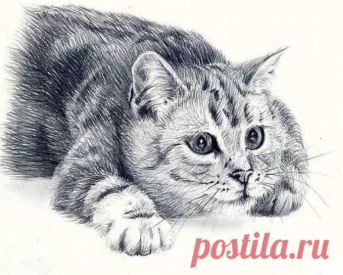 ( М А В )
Кот нарисованный простым карандашом. Как вам?