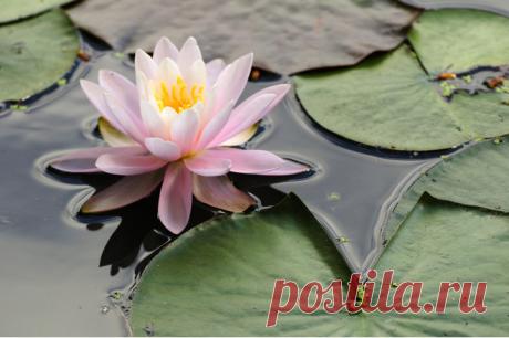 Напрягаем извилины: самый короткий IQ-тест