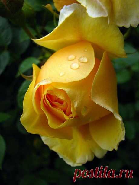 The magic of frech flowers. – Подборки – "Google+"