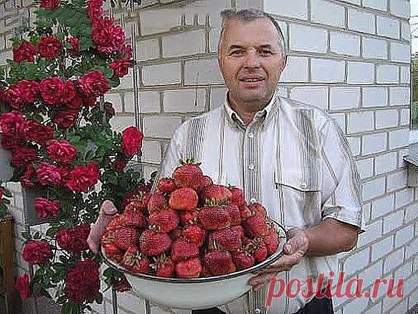 СОВЕТ САДОВОДАМ, КОТОРЫЕ СОБИРАЮТСЯ СМЕНИТЬ КЛУБНИЧНОЕ МЕСТО🍓