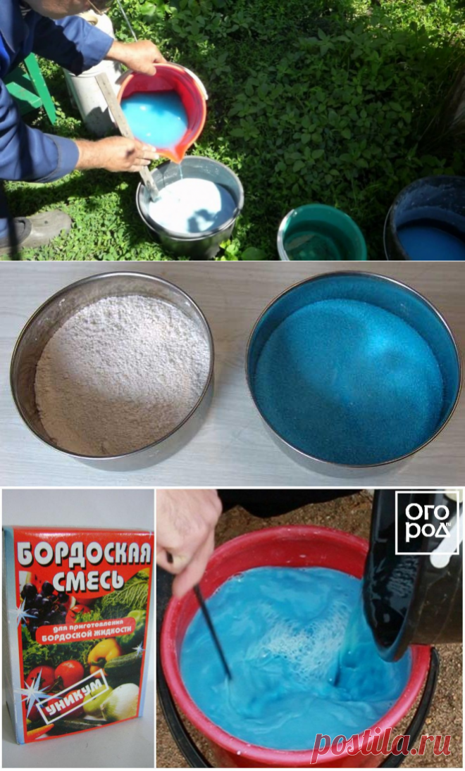 Как приготовить Бордосскую жидкость — 6 соток