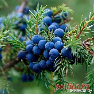 Можжевельник обыкновенный - лечебные свойства, рецепты: Группа Декоративные деревья и кустарники