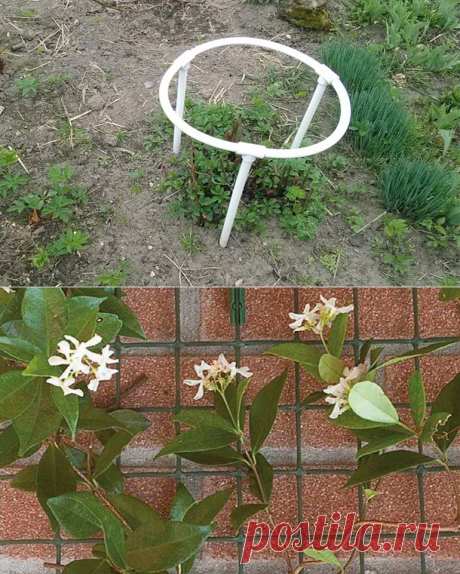 Опора для цветов своими руками лучше и дешевле заводской