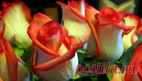 Розы просто красивые...