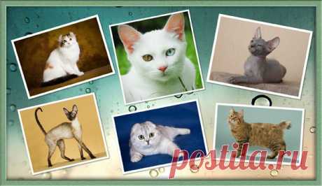 10 самых необычных пород кошек &gt;&gt;&gt;