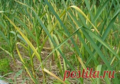 Почему желтеют листья у лука и чеснока? | Капуста, лук, чеснок (Огород.ru)