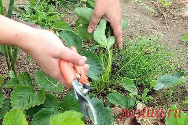 КАЛЕНДАРЬ УХОДА ЗА КЛУБНИКОЙ С ВЕСНЫ ДО ОСЕНИ