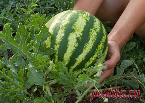 Обилие огурцов, арбузов и дынь...