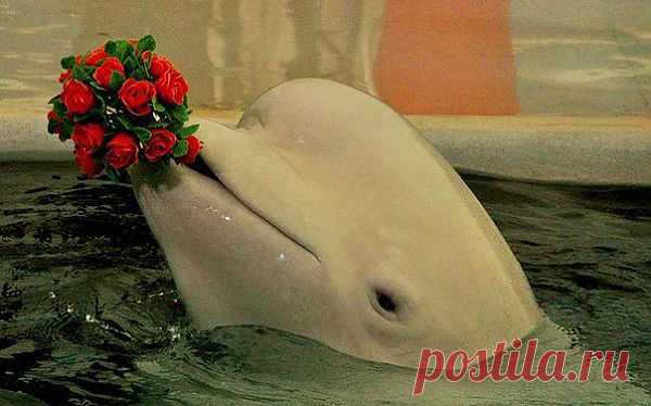 (3) Одноклассники