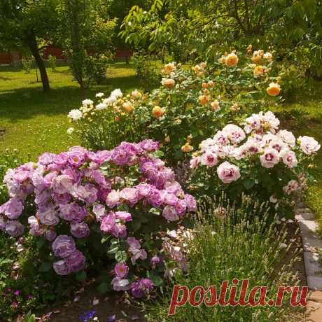 Photo by Людмила on January 26, 2022. May be an image of flower, nature and tree.