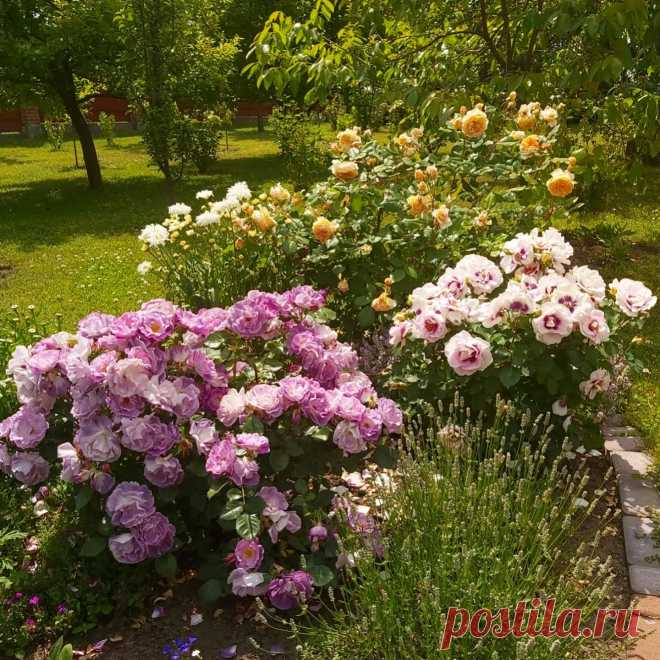 Photo by Людмила on January 26, 2022. May be an image of flower, nature and tree.