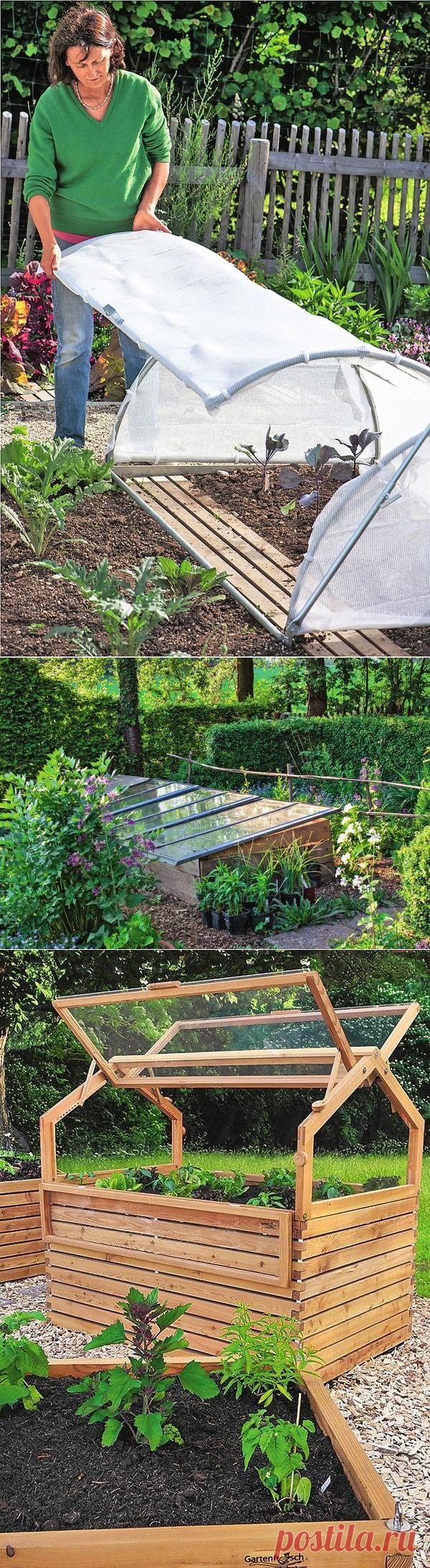 Что посадить в парнике — 6 соток