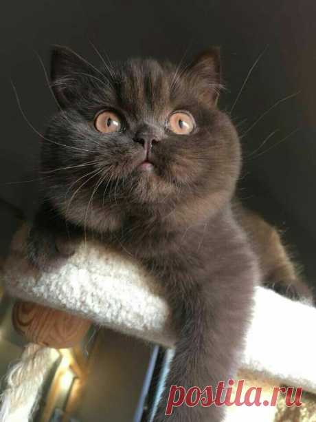 Minha Louca Paixão por cães e gatos