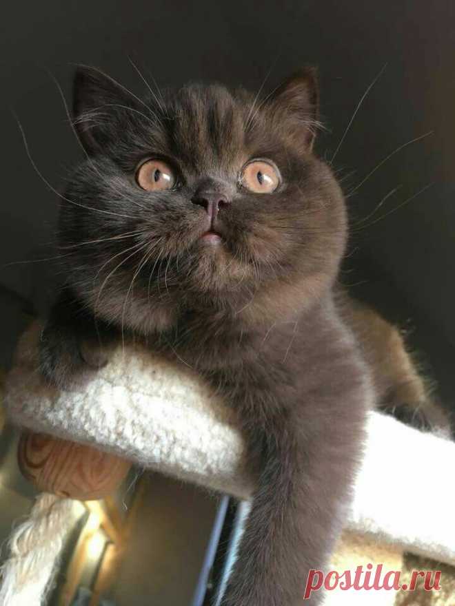 Minha Louca Paixão por cães e gatos