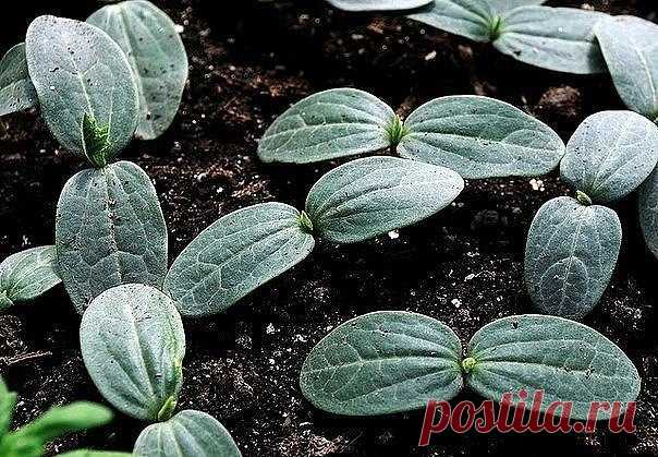 ОГУРЦЫ: СИЛЬНЕЕ КОРНИ – БОЛЬШЕ УРОЖАЙ  
 

Существует эффективный метод выращивания раннего урожая огурцов – в среднем по 20-25 шт. с каждого куста. Урожай при использовании этого метода в несколько раз выше обычного.
Для этого сухие семе…