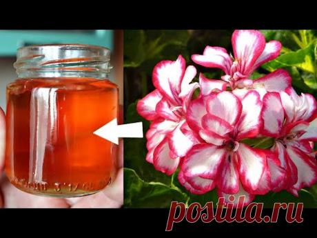 Подкормила герань этим не ожидала такой красоты! Цветет в захлеб смотреть приятно! Подкормка герань!