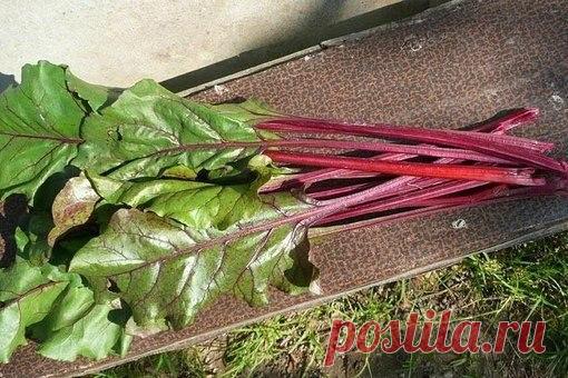 Интересные новости     ПОЛЕЗНАЯ и ВКУСНАЯ БОТВА! ЗА ЧТО НАШИ ПРЕДКИ ЦЕНИЛИ БОТВУ?