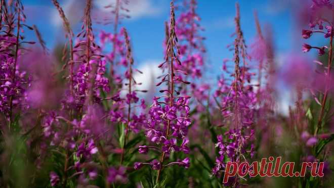 Польза и вред иван-чая для организма человека. Рассказываем, чем он полезен для здоровья женщин и мужчин, может ли навредить, сколько можно употреблять в день, а также приводим отзывы эксперта